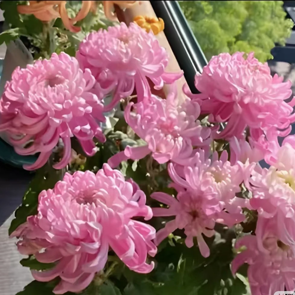 粉绣球【带花苞】大花型菊花