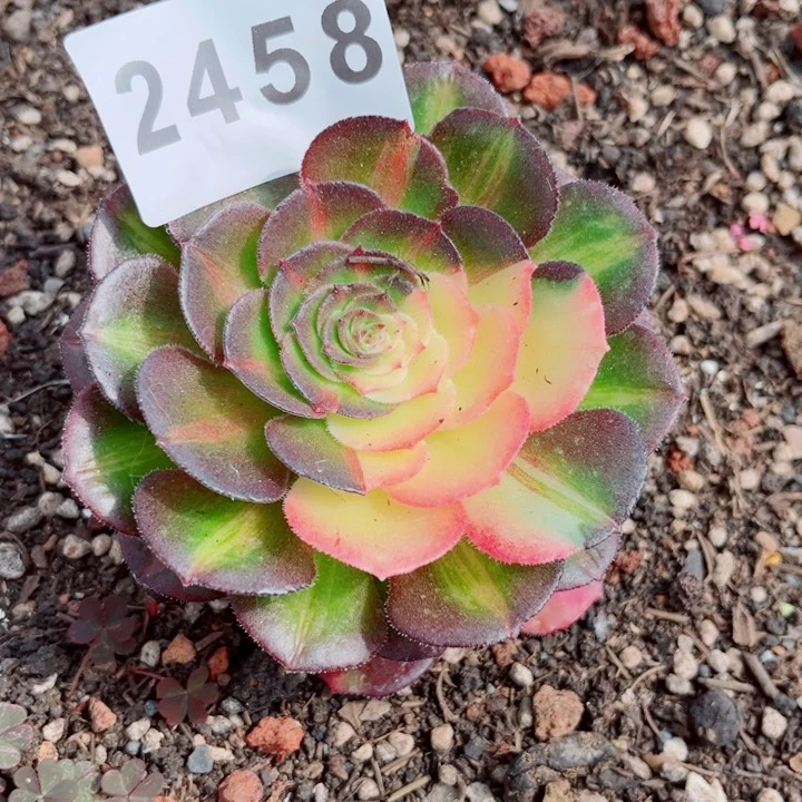 小到头海王七彩花脸多肉