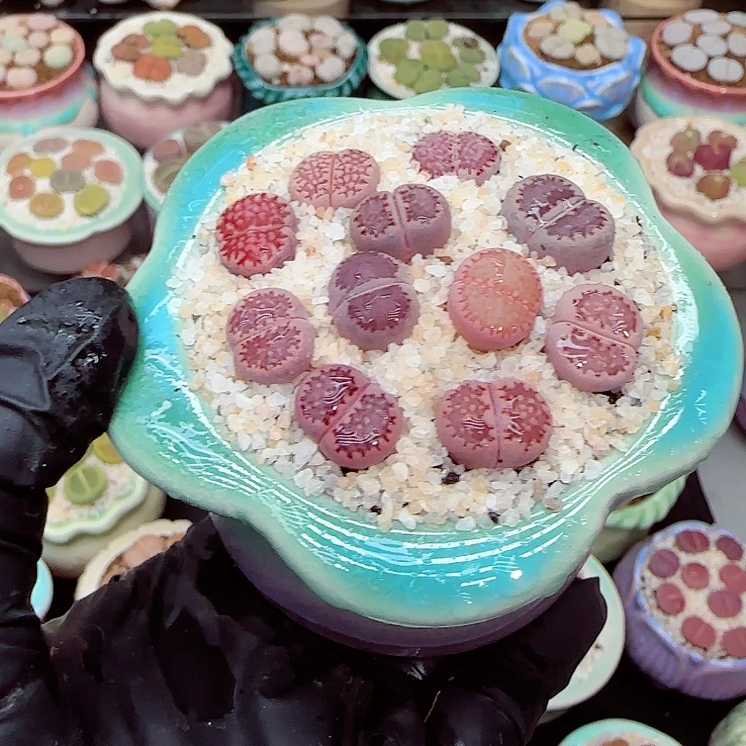 生石花满18包邮0104-33