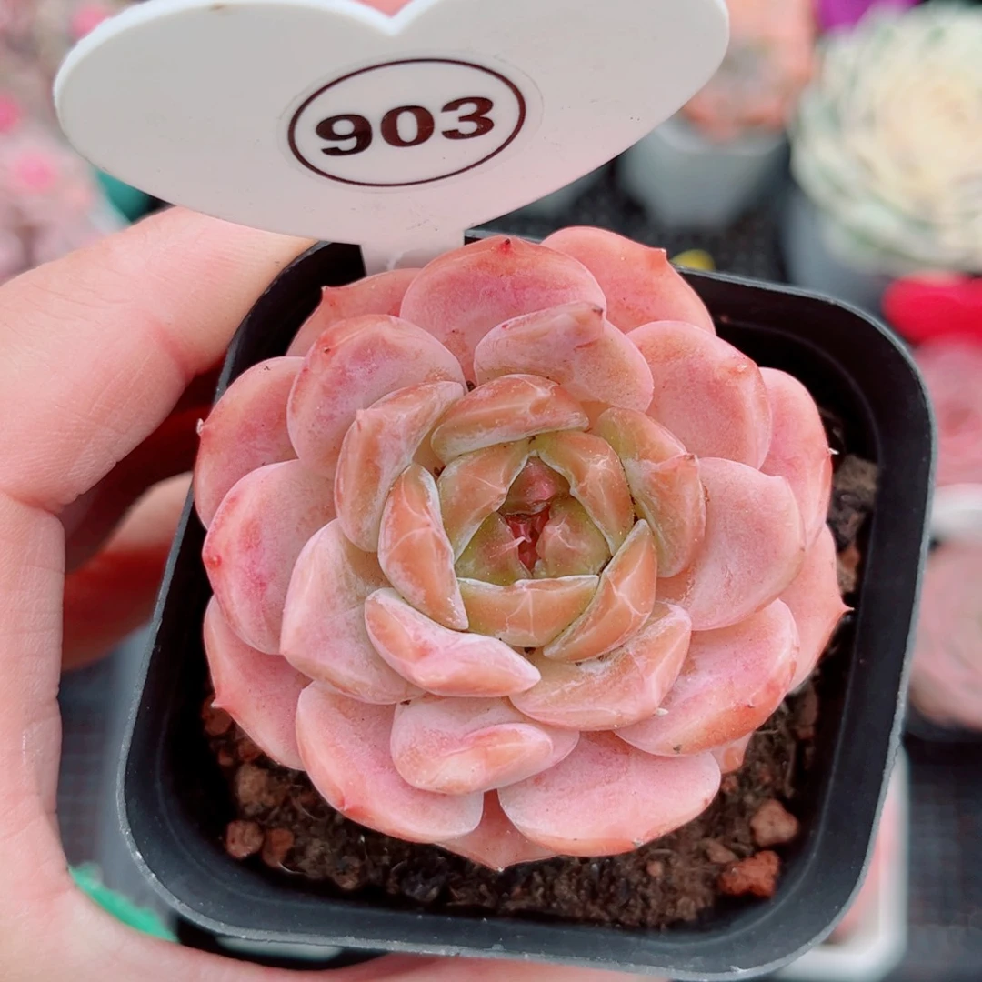 903号小老桩冰魄单头