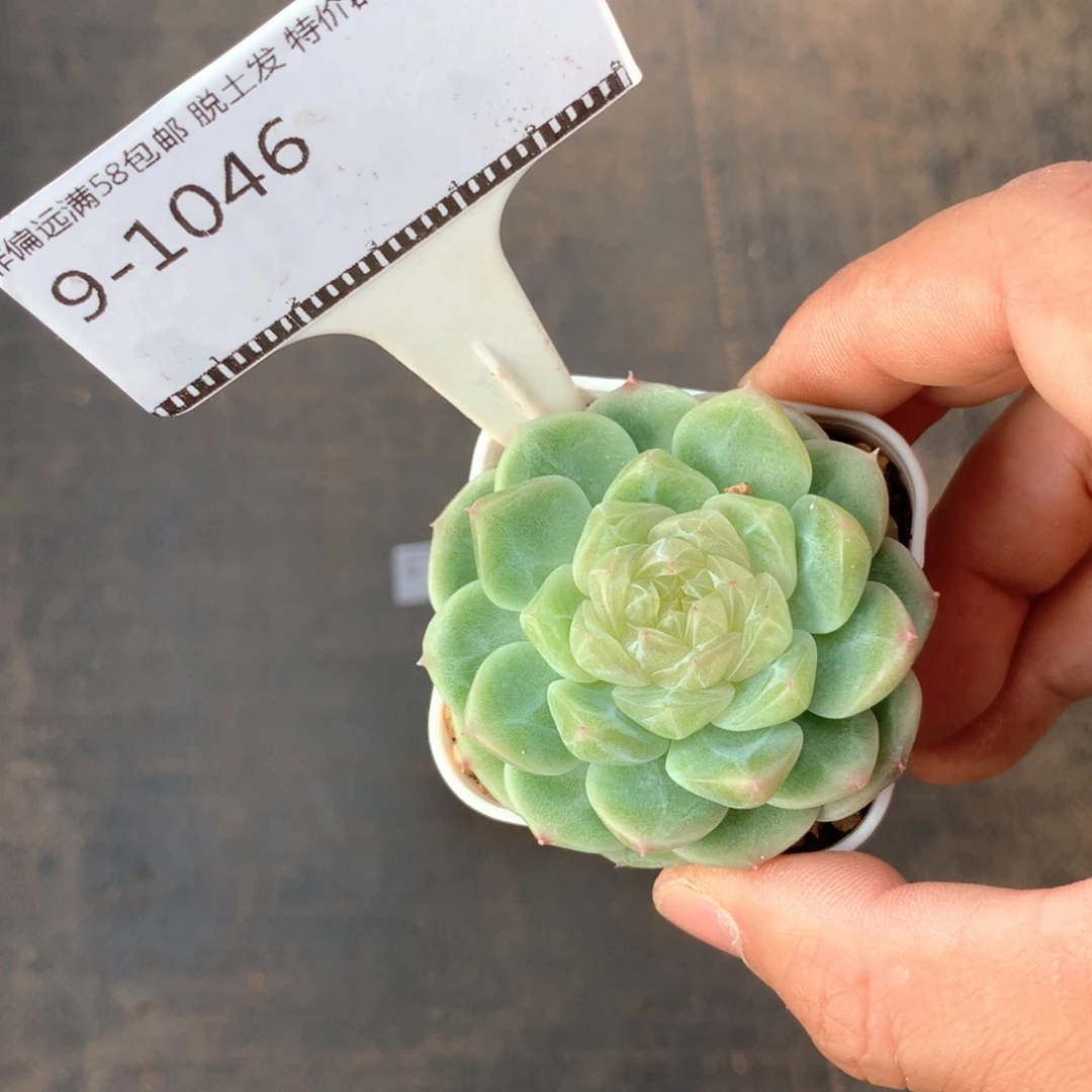 白心财富密码优选58包邮