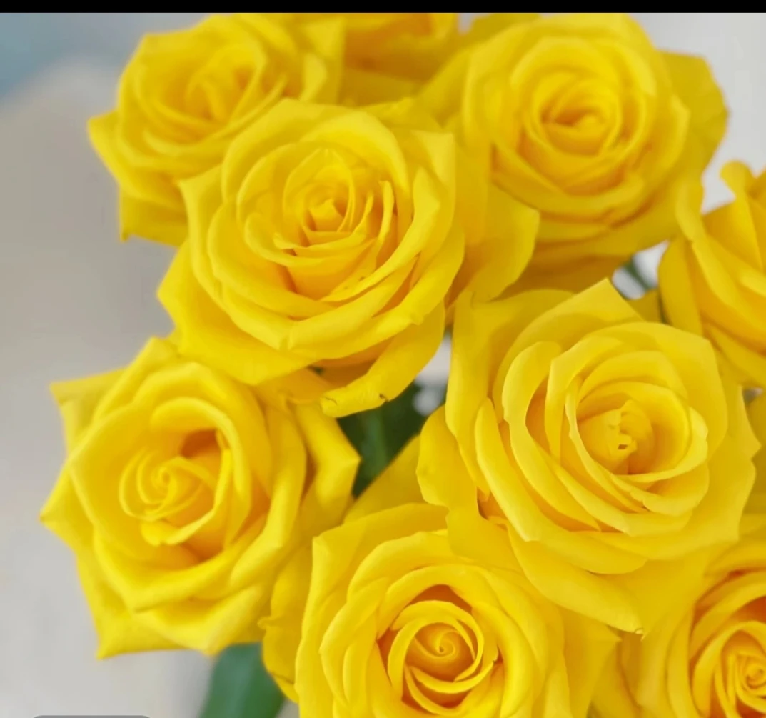【灰太狼】黄色月季大花 新手易养植物 四季开花