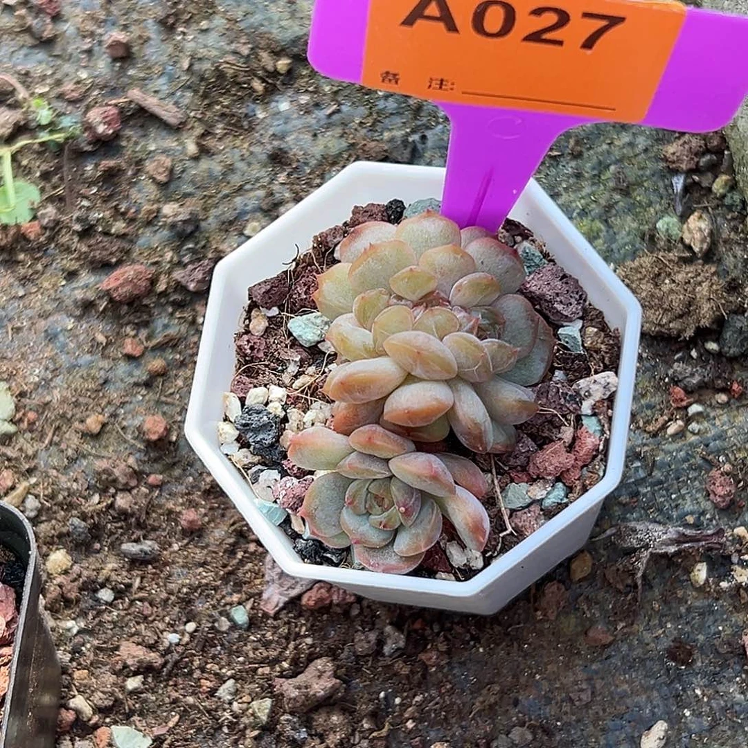飞***扬多肉植物一物一拍