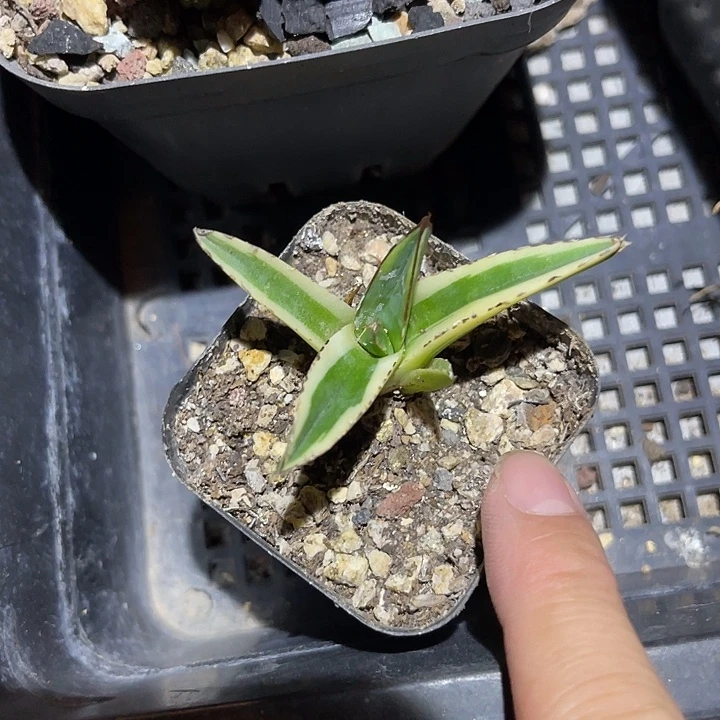 无花朵辉山龙舌兰一物一拍
