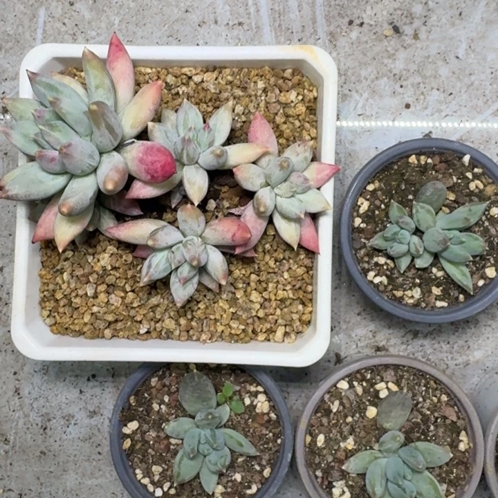 旋转风车 叶插  一物一拍