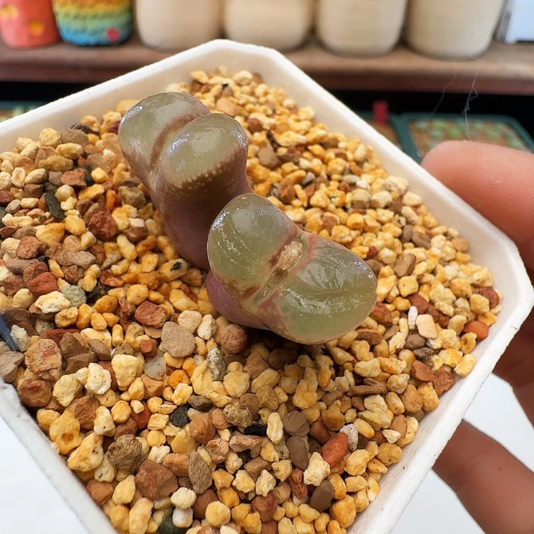 多肉植物福利风铃24