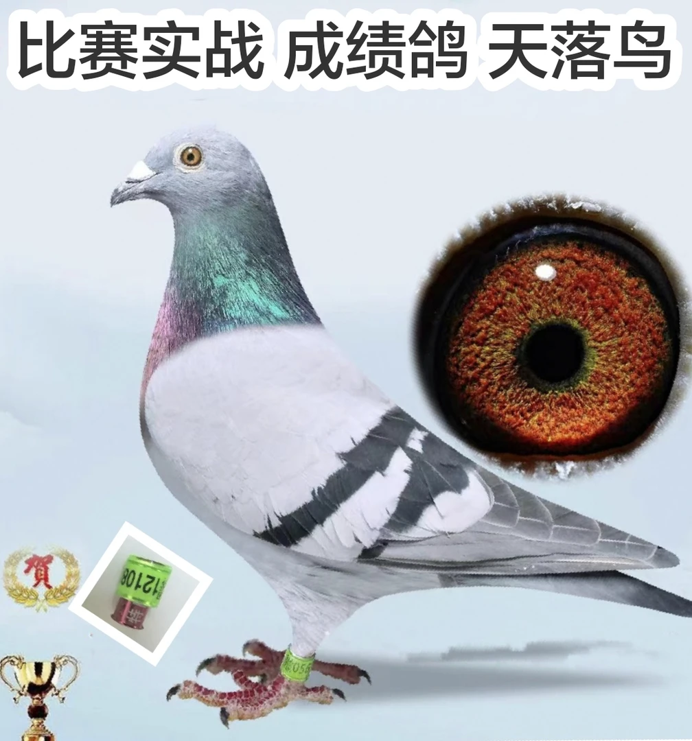 鸽子信鸽欧洲信鸽原环鸽子