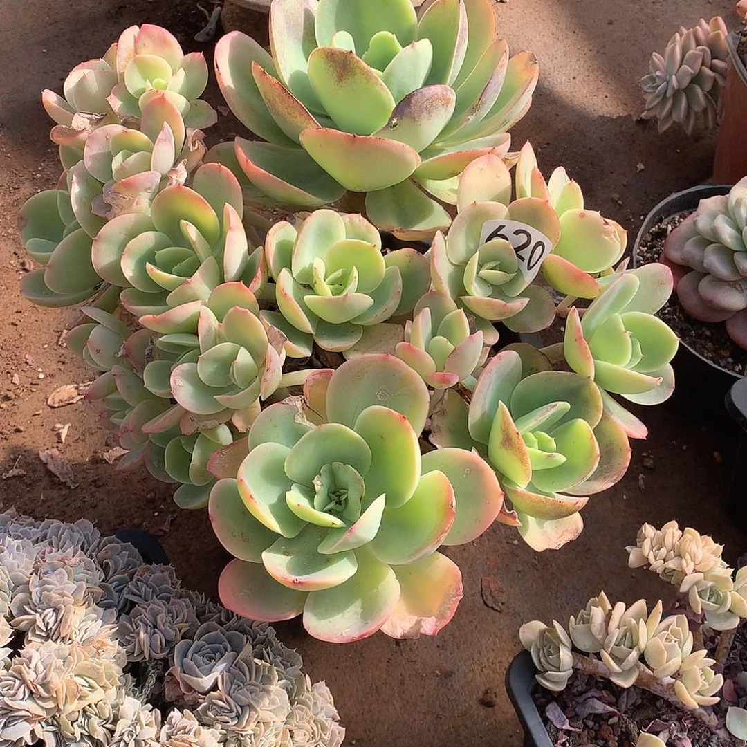 620微瑕 一物一拍多肉