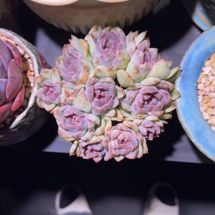 黑水晶 杂 群生 一物一拍