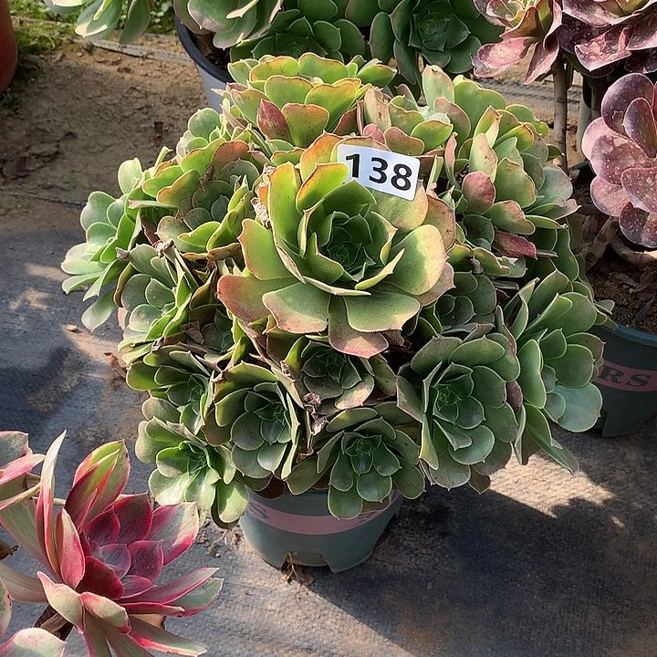 多肉植物玫瑰法师138