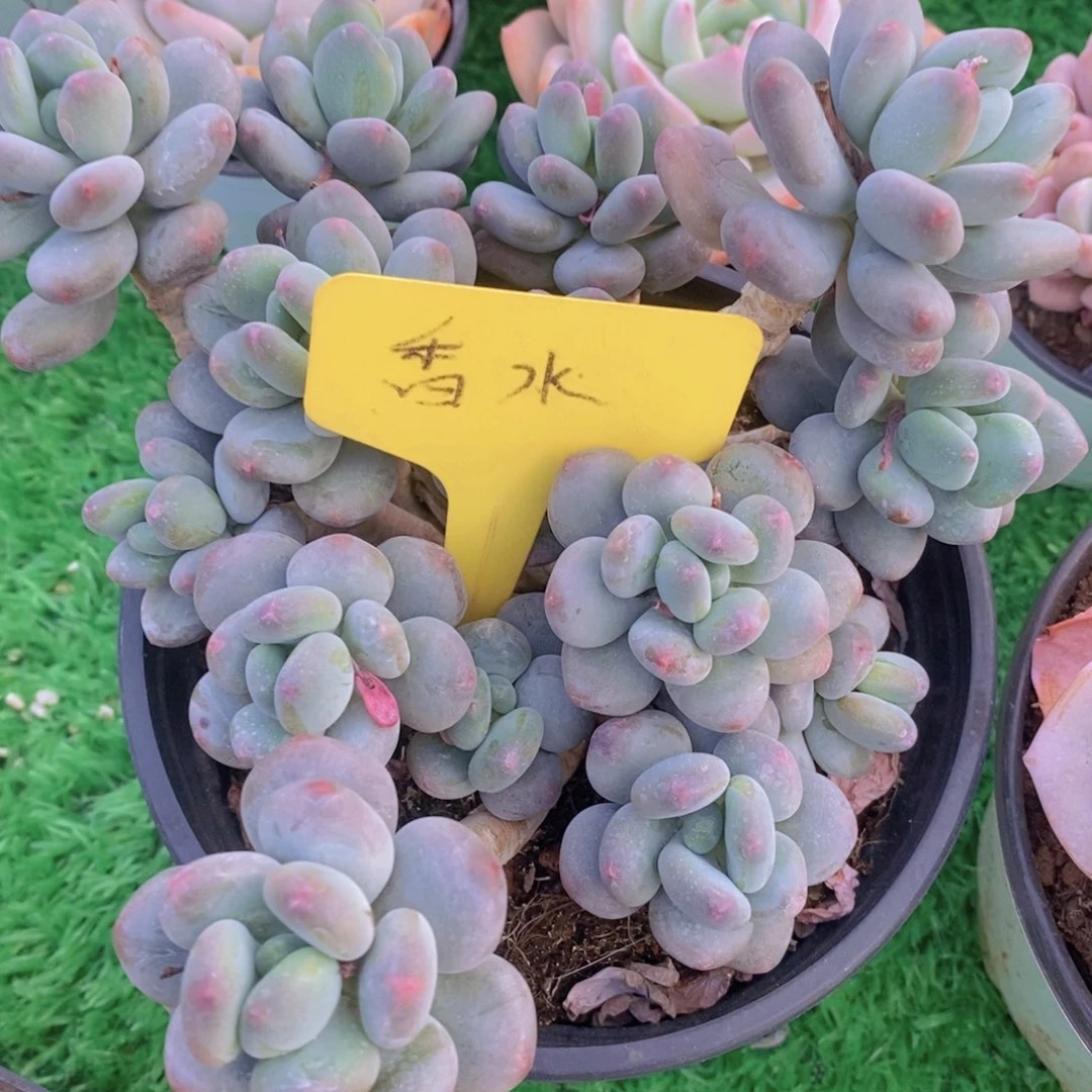 多肉植物，一物一拍，福利专场
