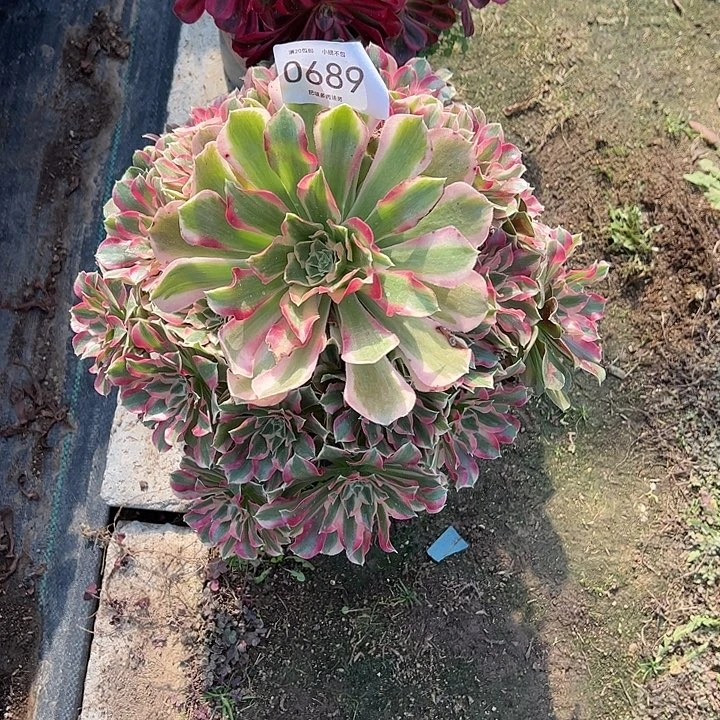 0689叶罗刹多肉植物