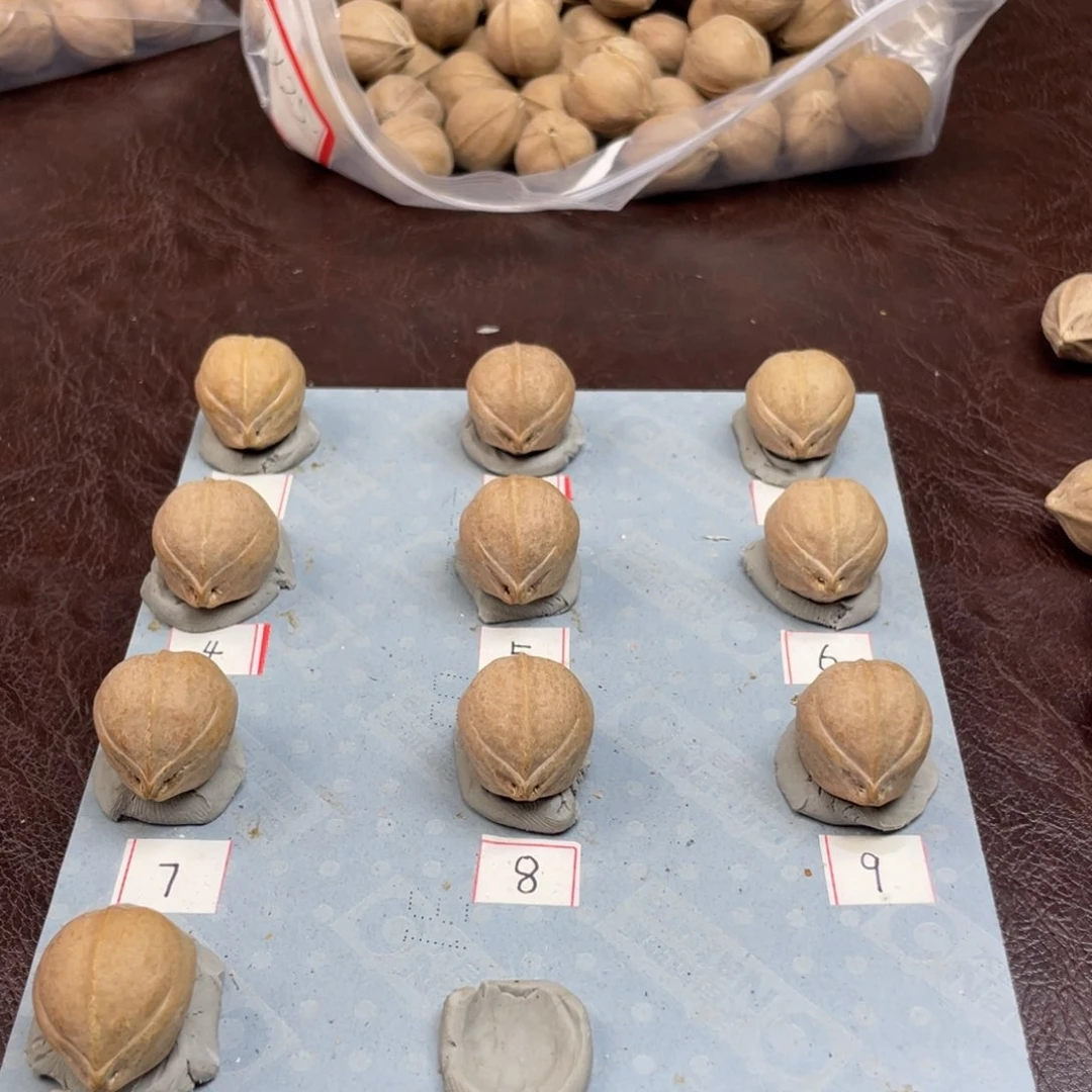 手串/手链橄榄核?*鲸20.25梅林铁核