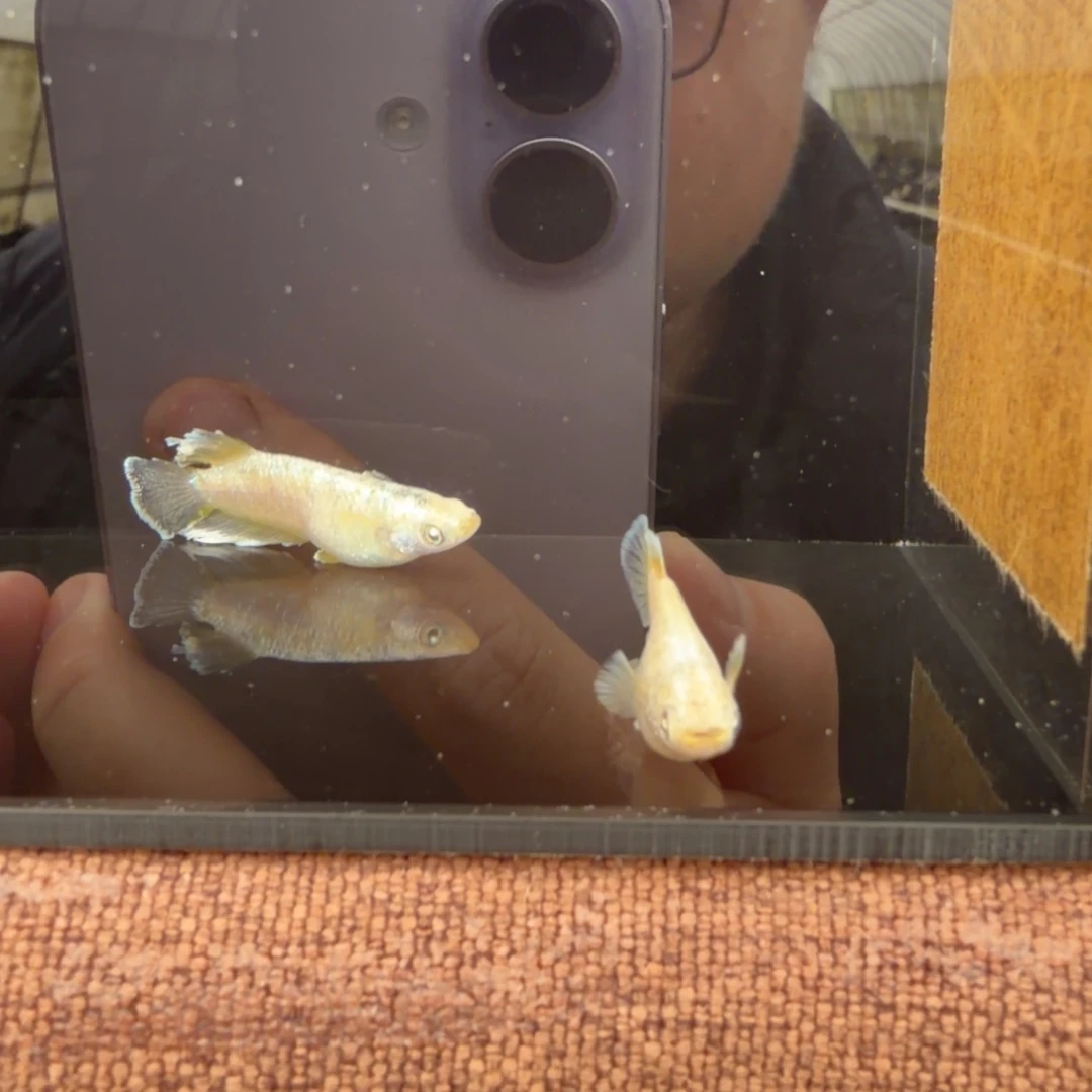 青鳉鱼608.日照金山一对