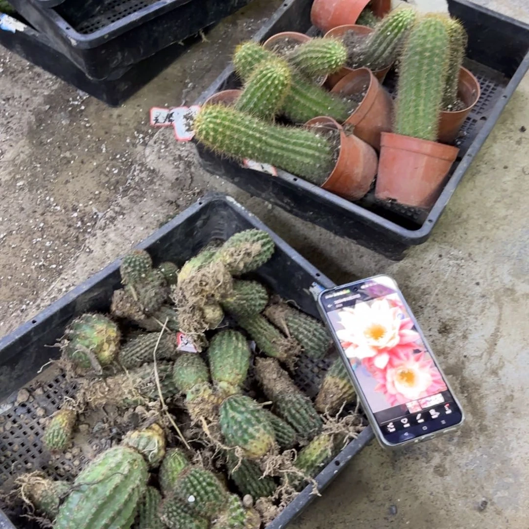 带根瑕疵混品10颗无售后