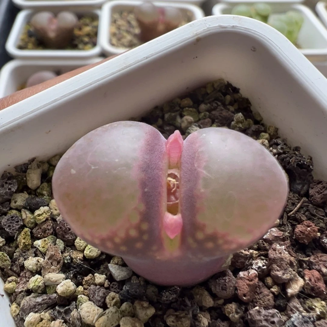 无花朵实生风铃玉25