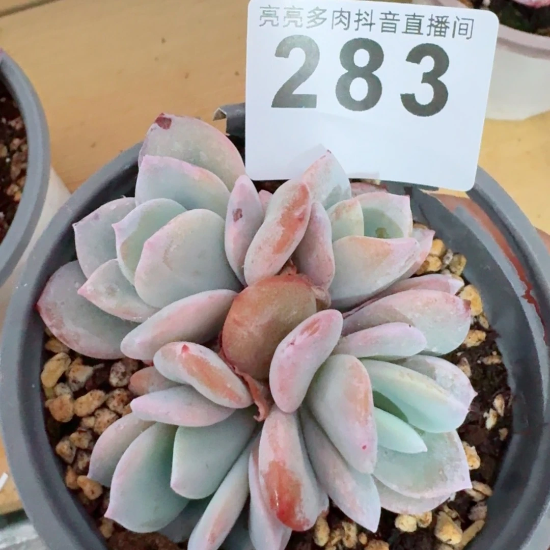 奶茶         精品多肉