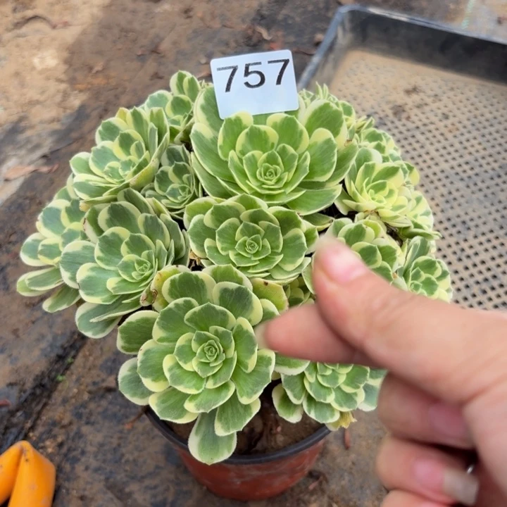 迈巴赫多肉植物不包损757