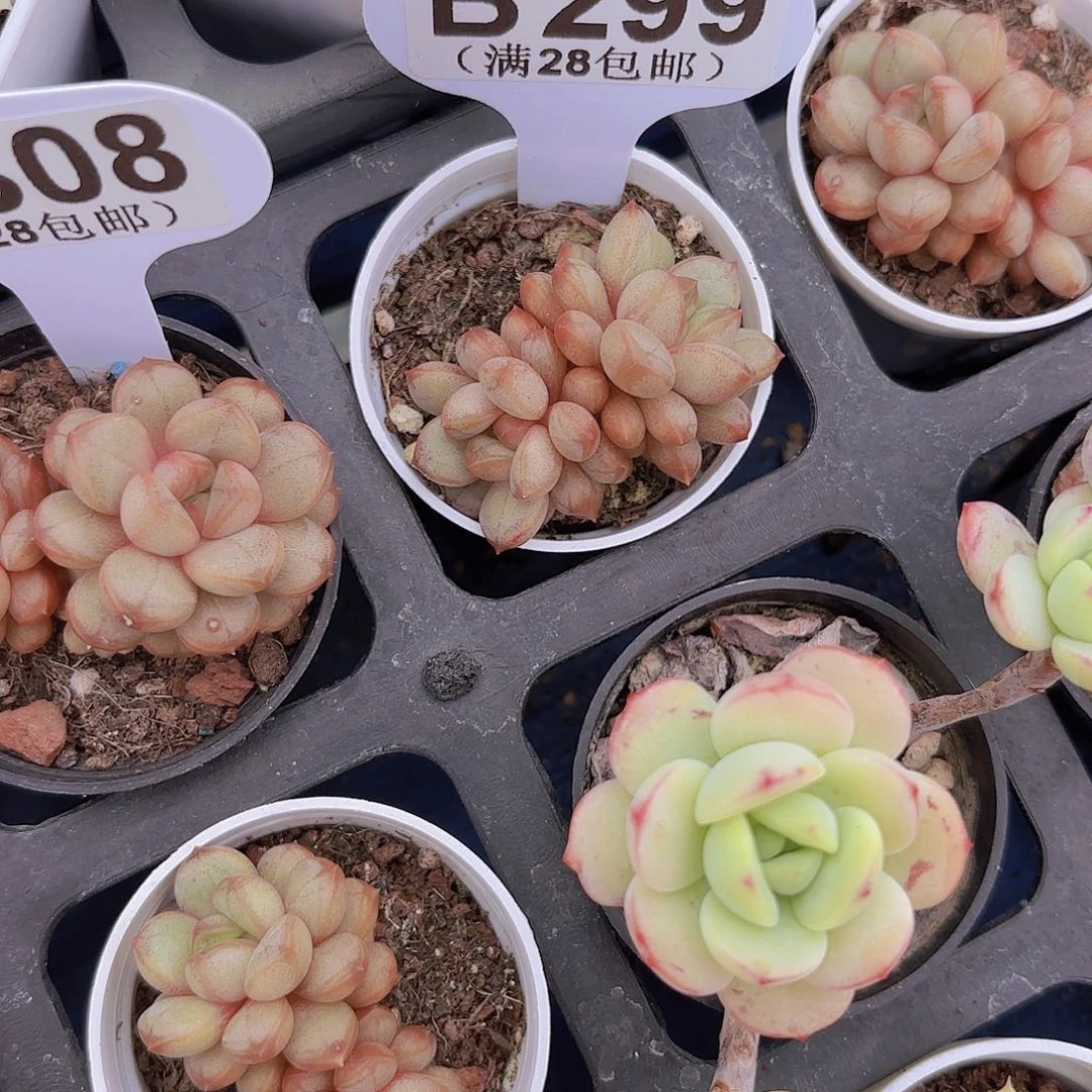 B299葡萄一物一拍