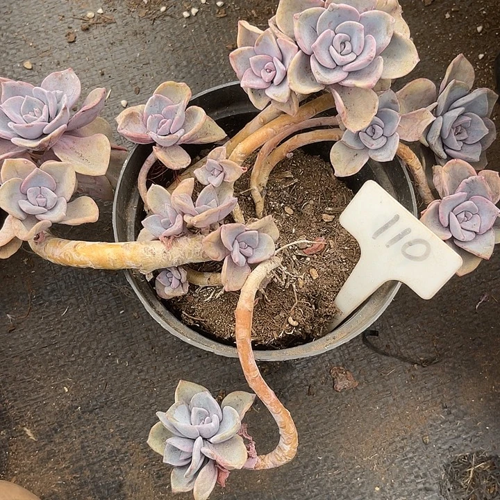 110 晨语多肉，一物一拍彩虹糖