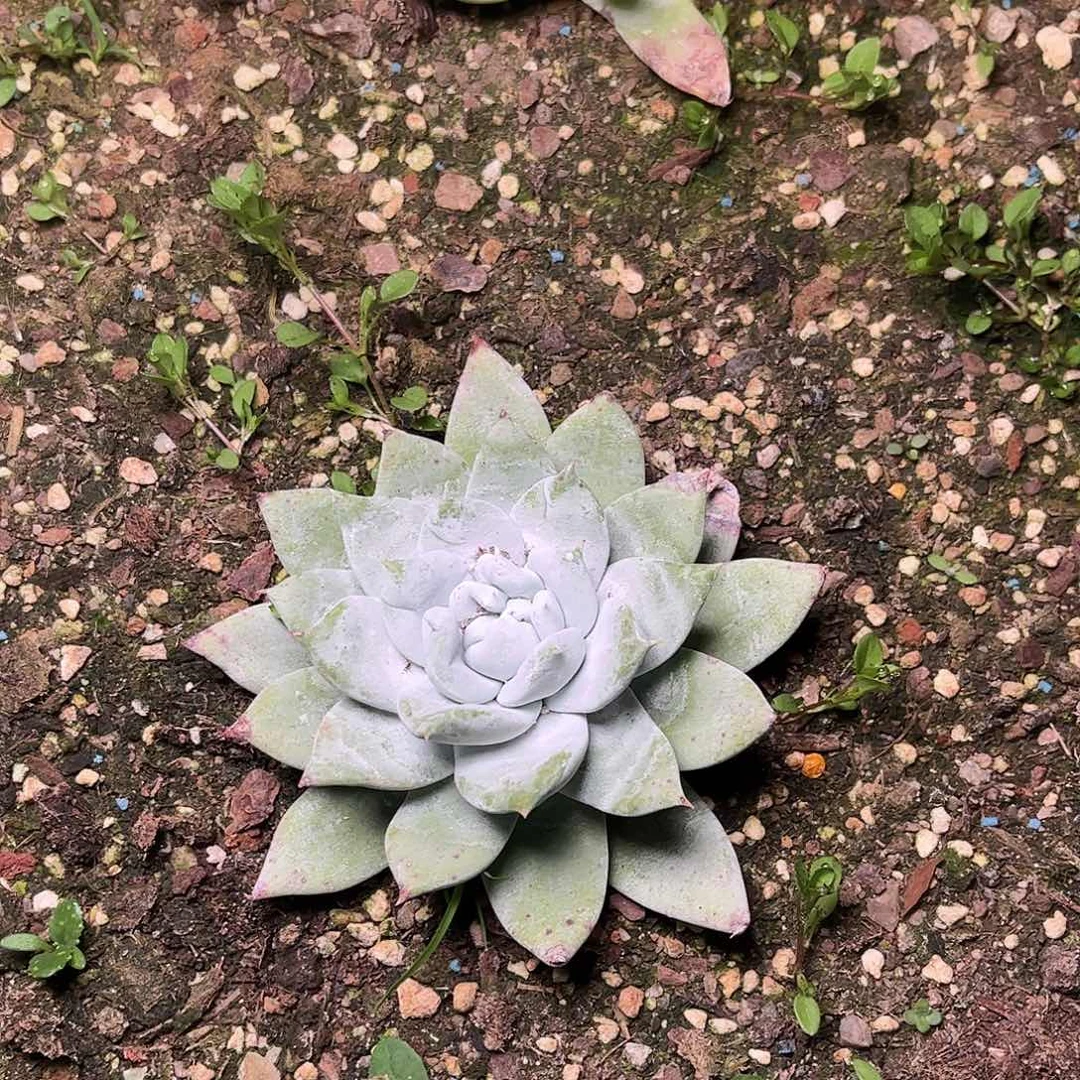 帕翠啥单头量拍一颗