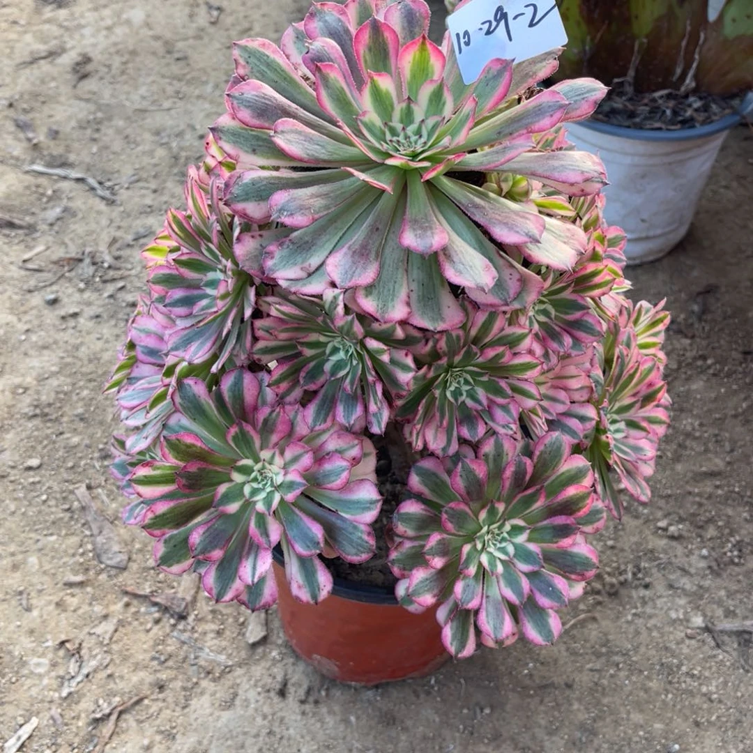 10-29-2红铜葫锦法师锦