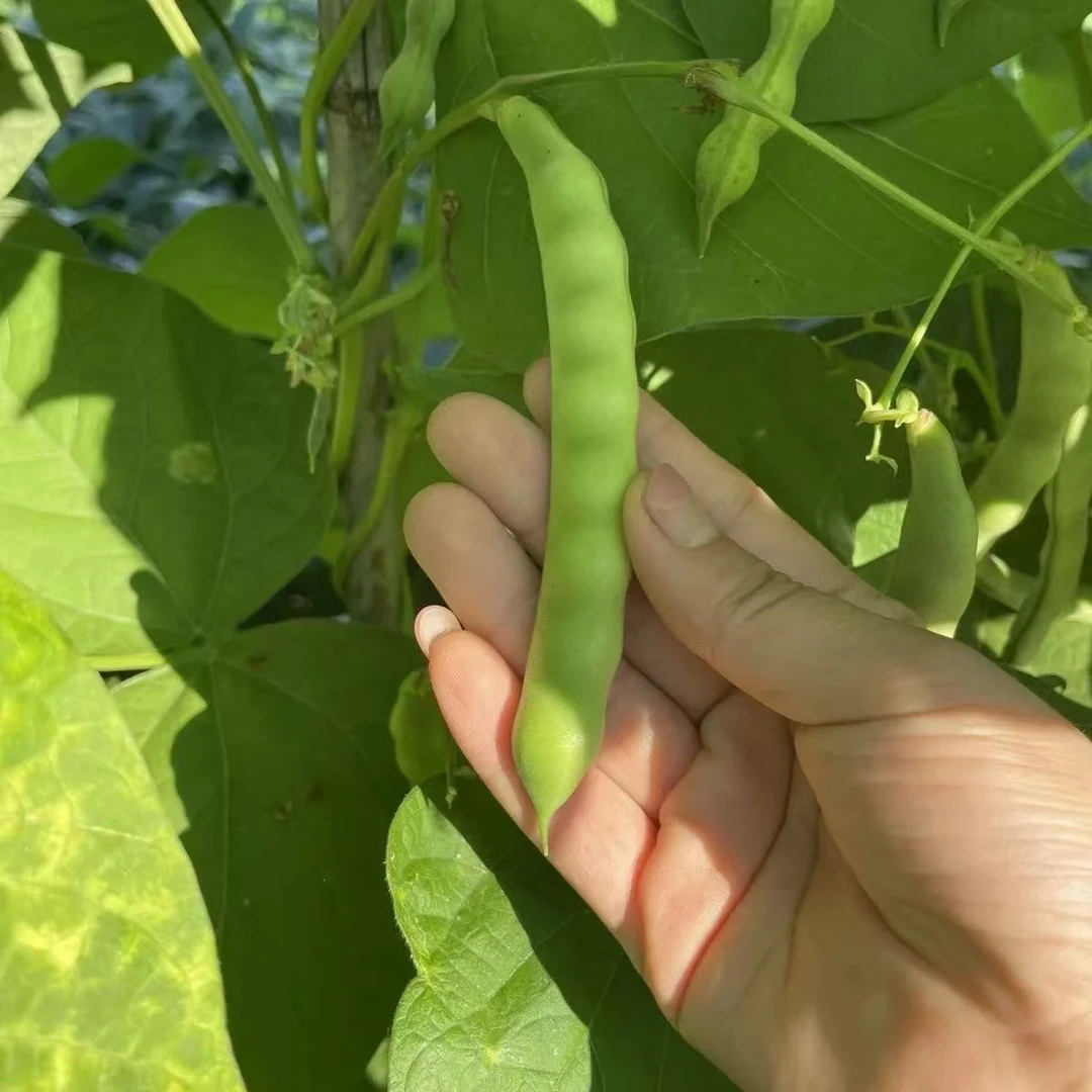 早灰无筋豆种子 无筋无丝豆角