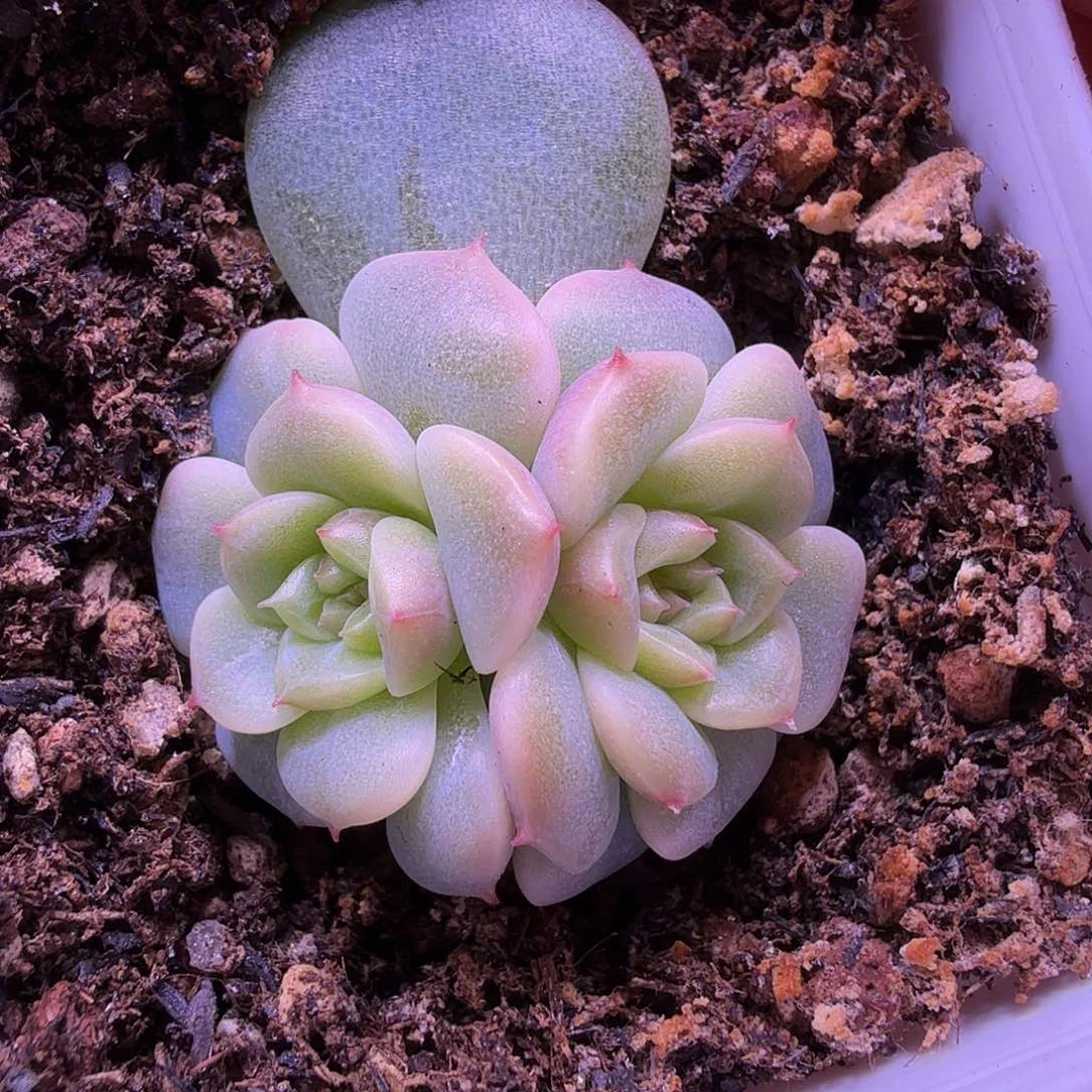 荔枝叶插苗一物一拍