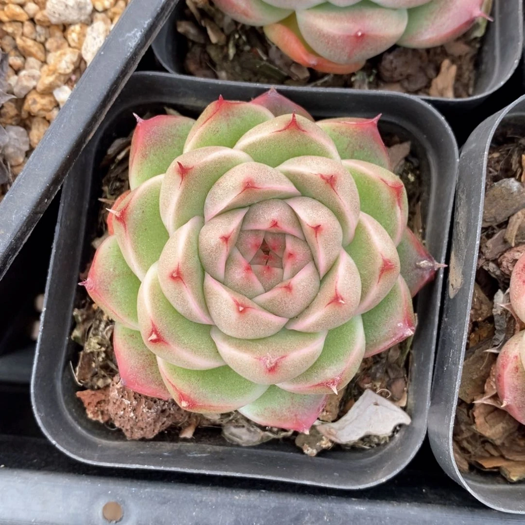 精品多肉一物一拍207