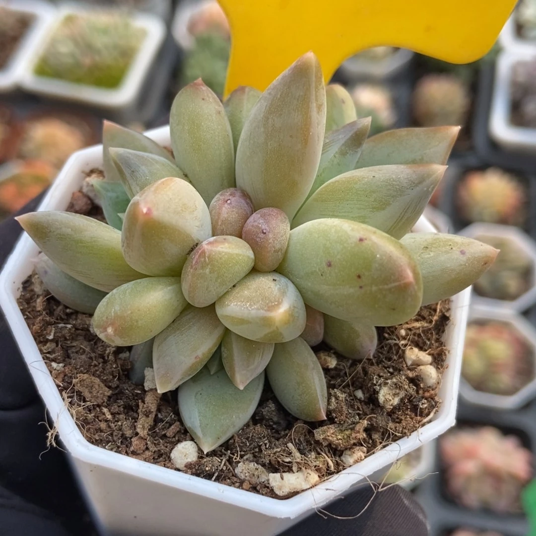 4重楼多肉植物保护