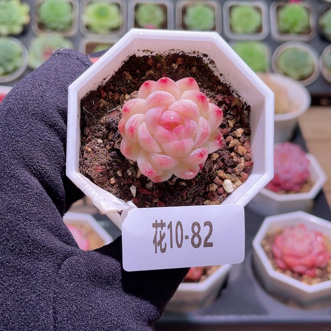 花利美10-82明月心