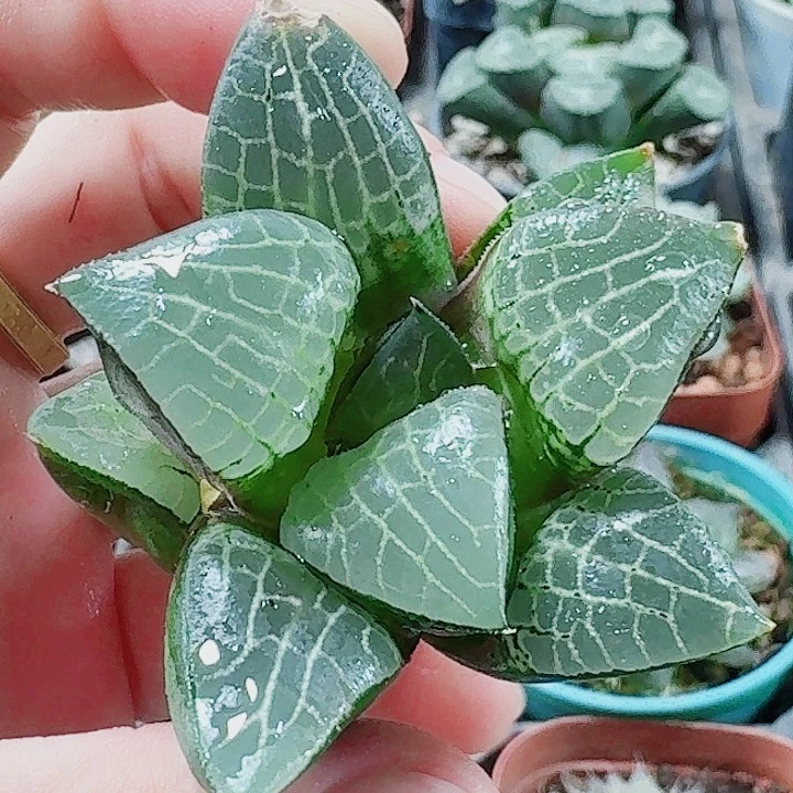 无花朵十二卷 粉玻璃无根。福利