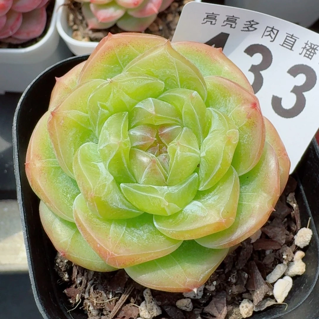 母本珍妮            精美多肉植物
