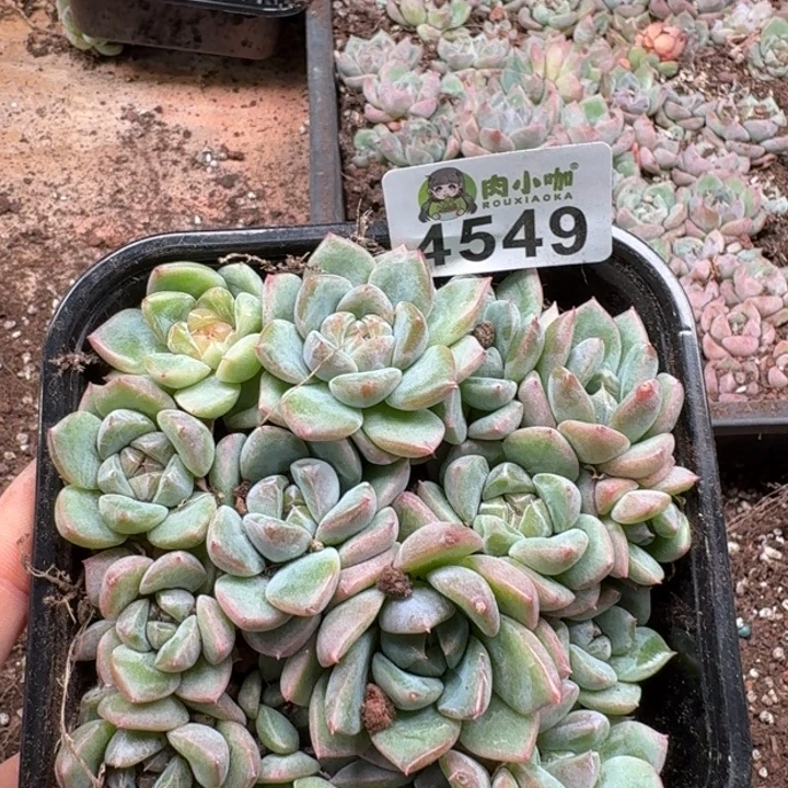 多肉植物多肉植物
