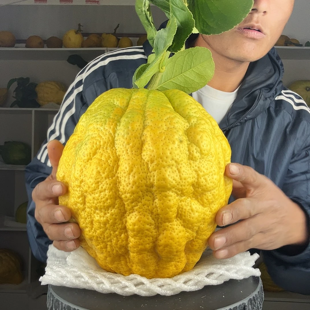 猪***宝香水柠檬云南高山大香橼