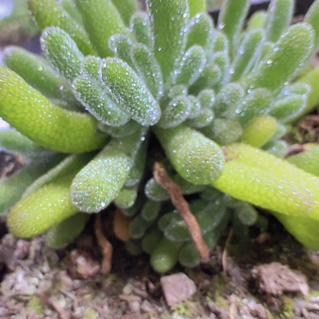 冰晶荧光枝干19包邮