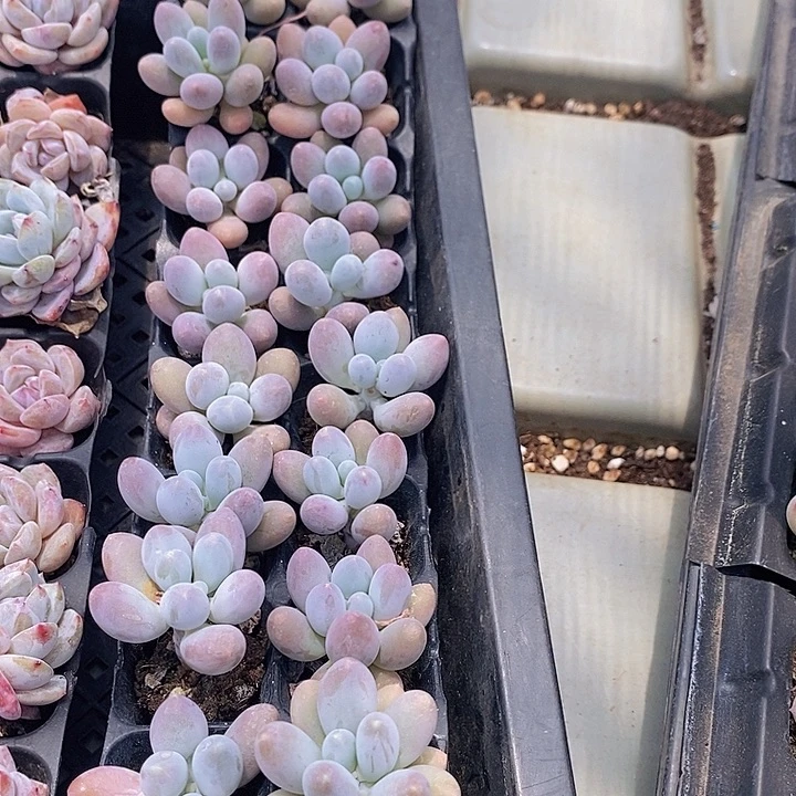 142 多肉植物盆栽花卉植物