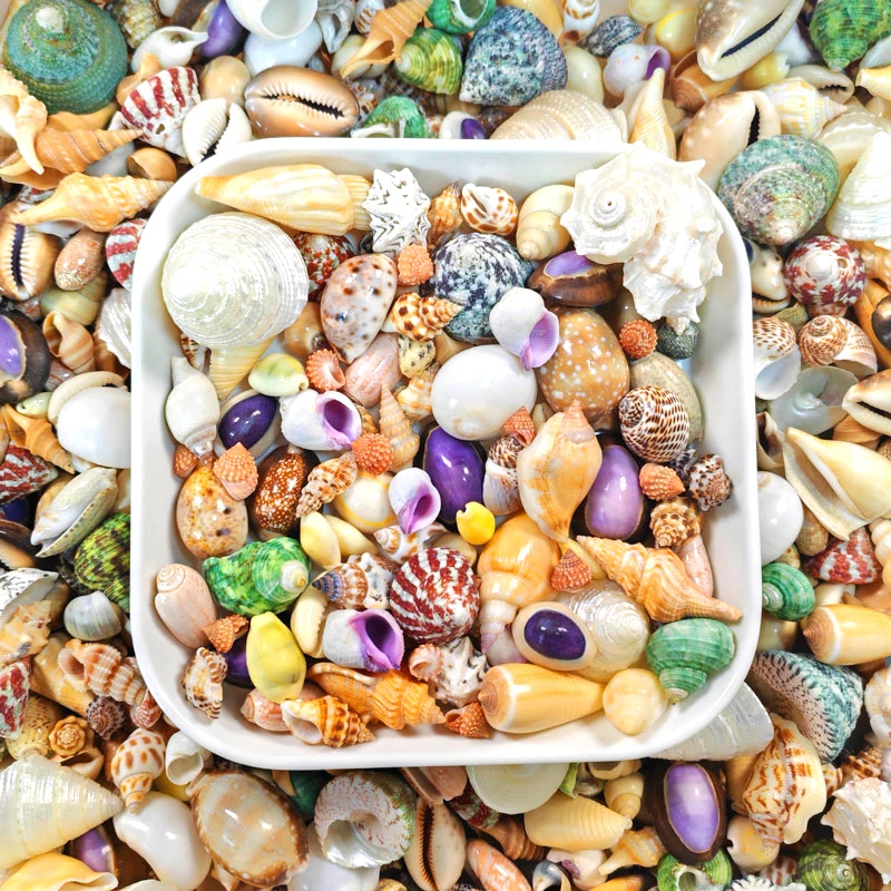 天然海螺贝壳宝螺芋螺手工diy材料水族箱造景装饰