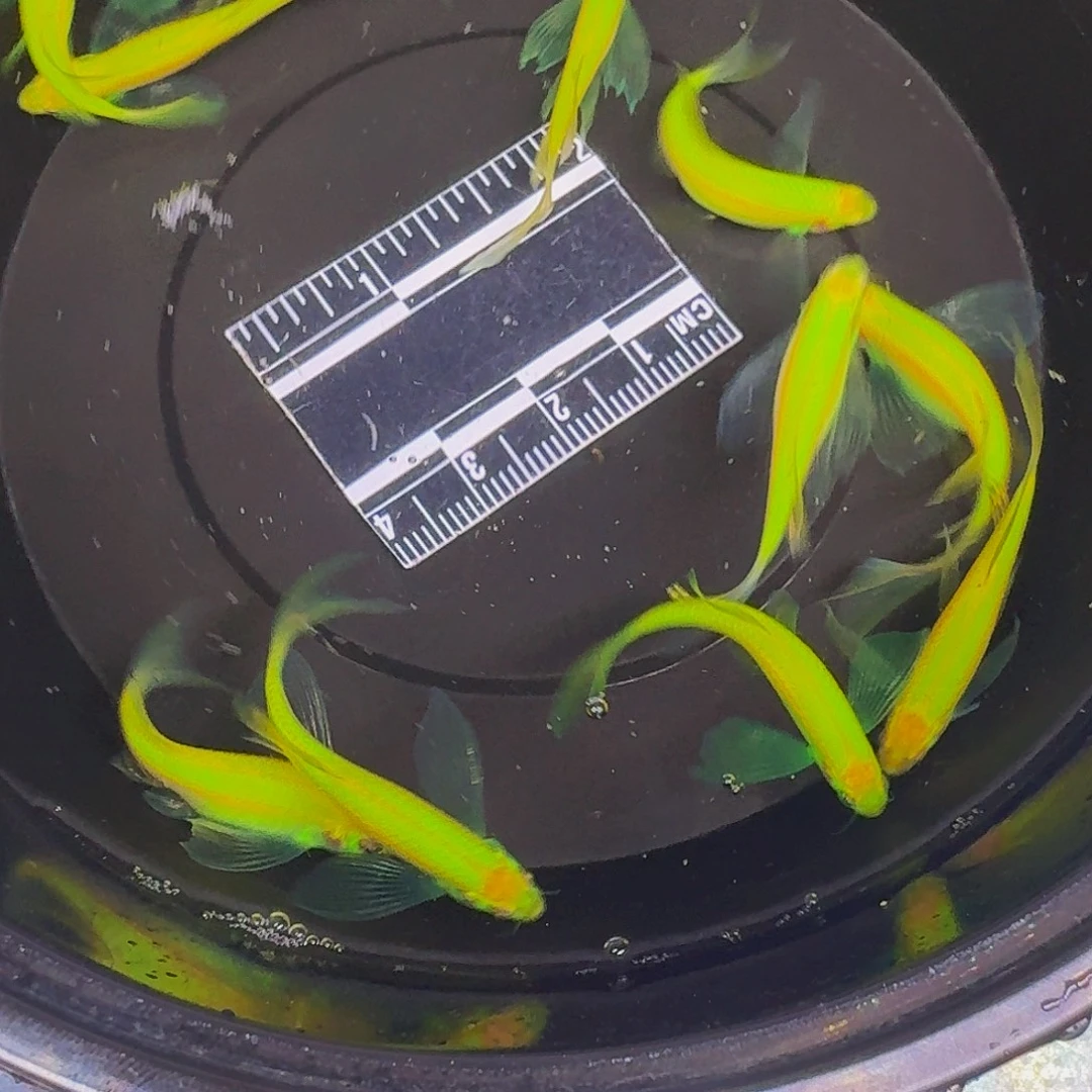 海水鱼蝶翼斑马青苹果10