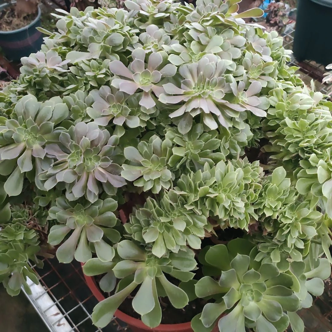 9***?多肉法师锦朵朵缀化