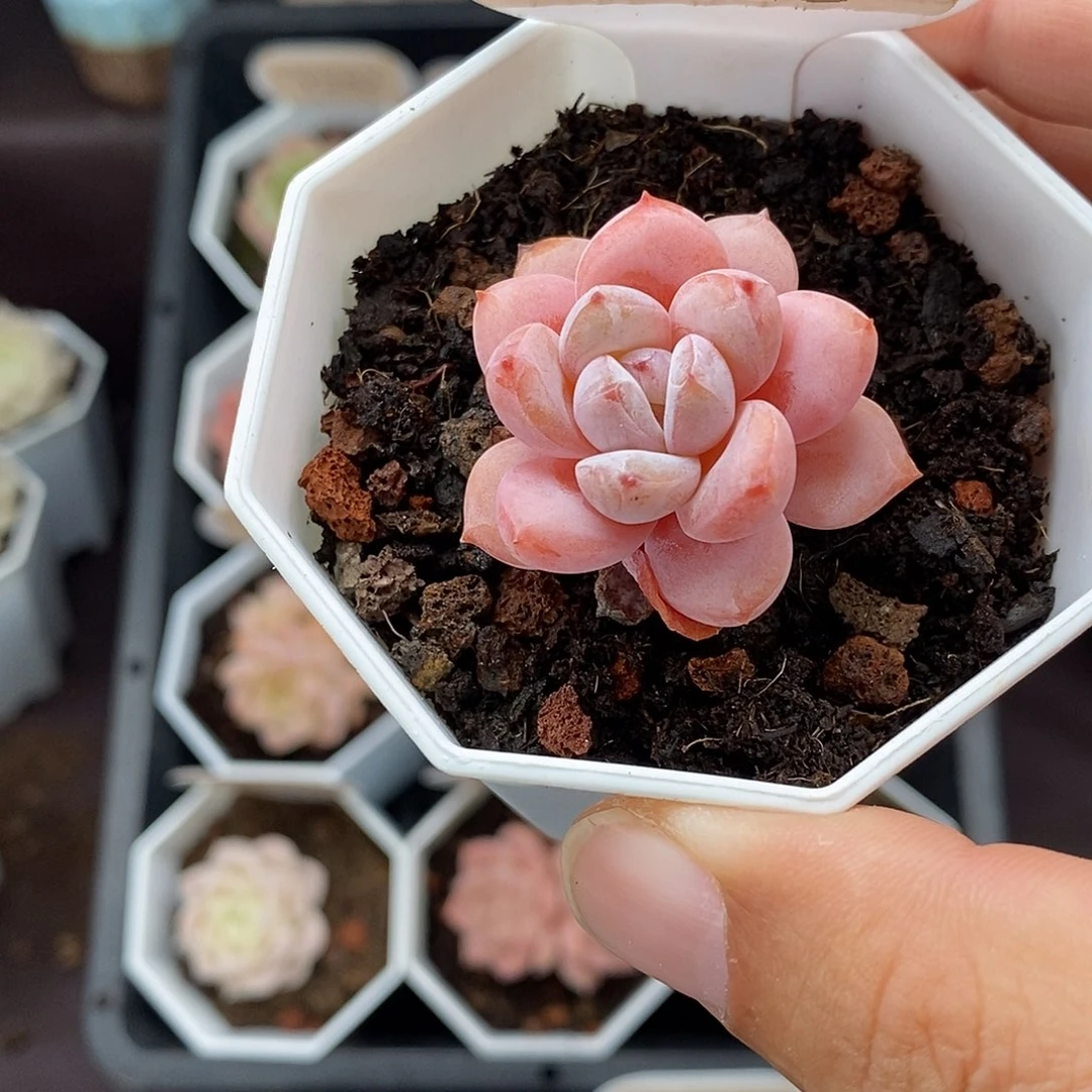 0255 星星雪 3.5cm