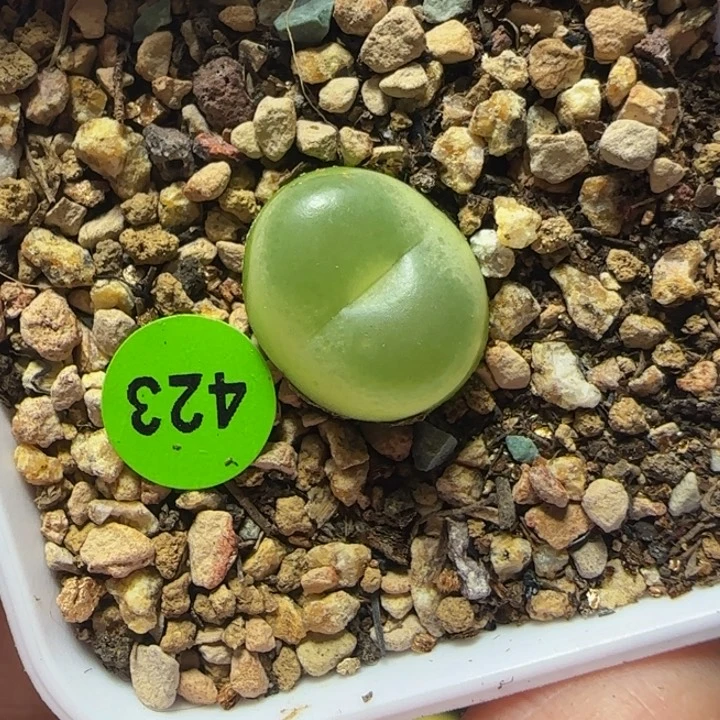 拉登1.5多肉植物423