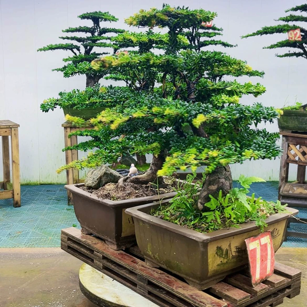 【闪购商品】无花朵