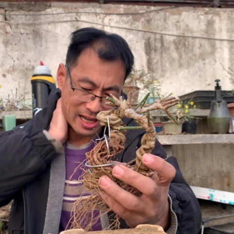 当前无花栽培后可以开花