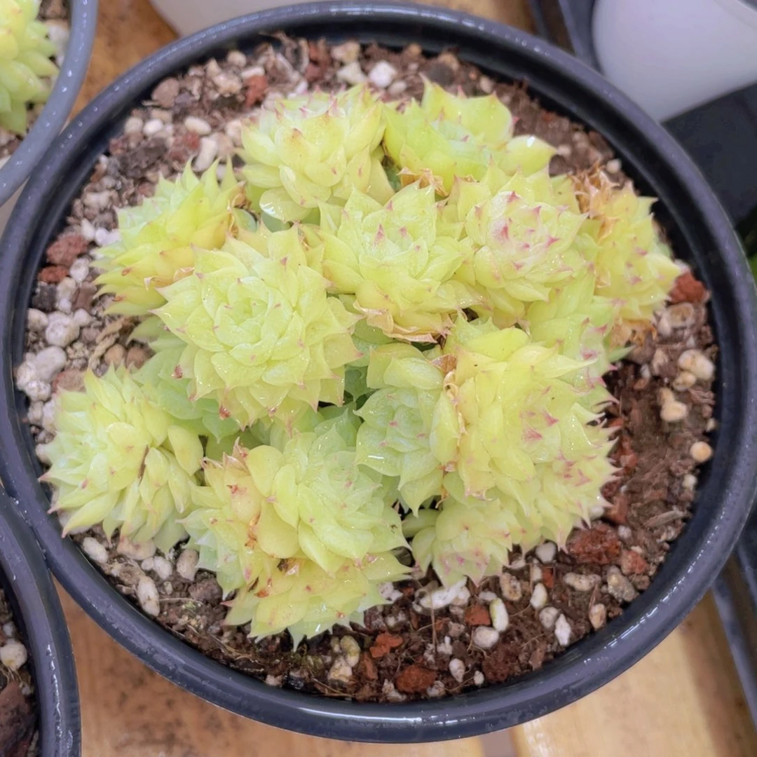 1093号 花朵脸麦秆大群生一个不包整带土球发货