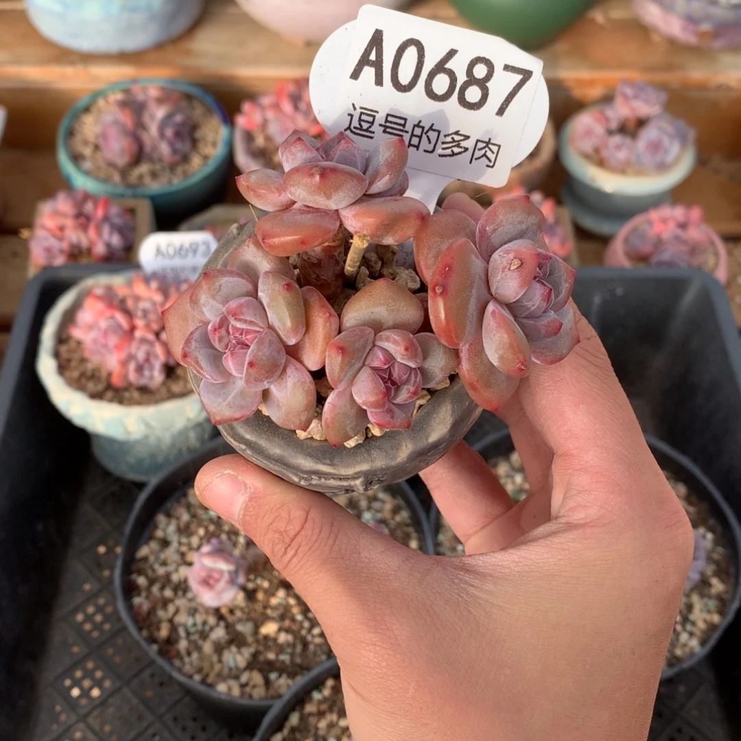 A0687 特价突尼斯 有砍 8.5cm