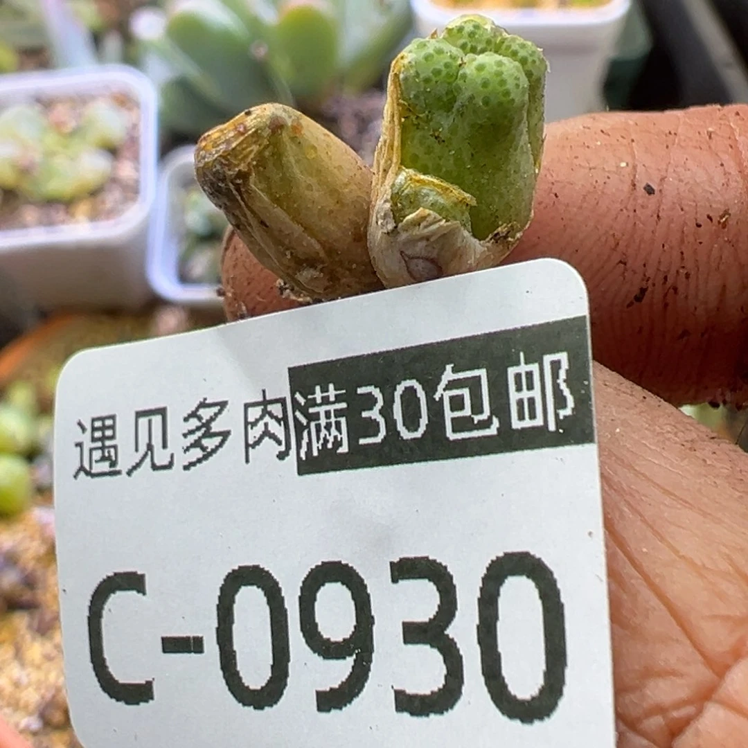 ?*菇多肉植物111111111111111