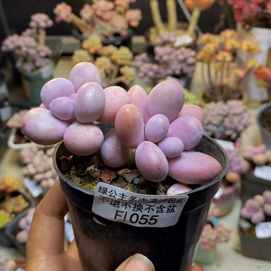 茉*055芭比奶多肉7cm