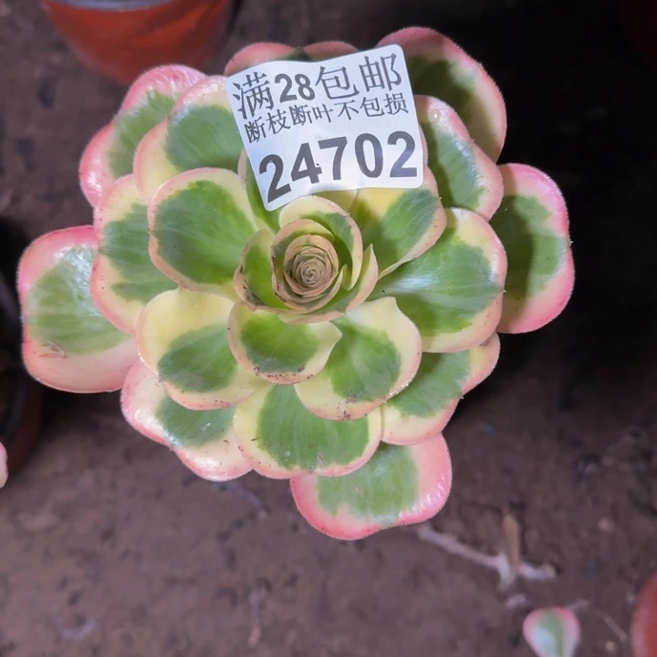 24702南燕姿多肉植物