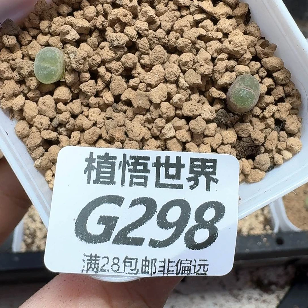 多肉植物的植物哇风格